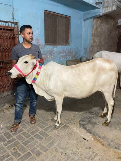 Bahawalpur nasal