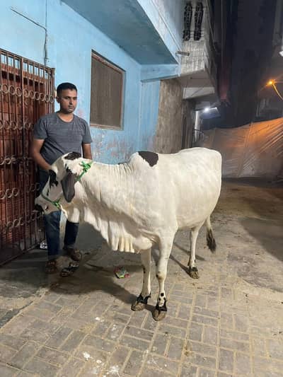 Bahawalpur nasal