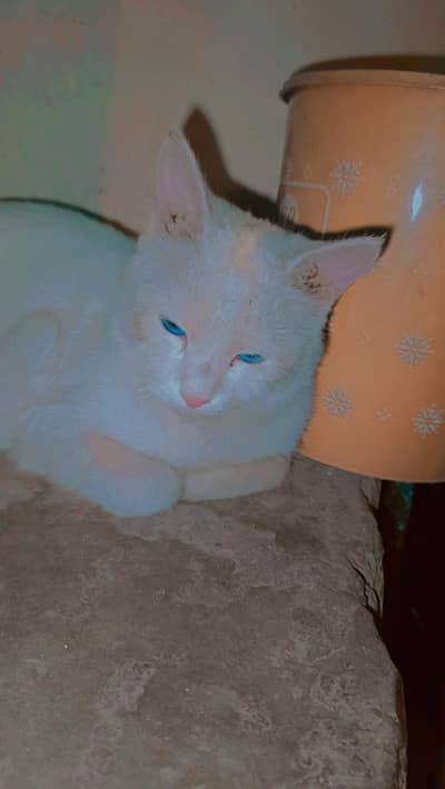cat for sail