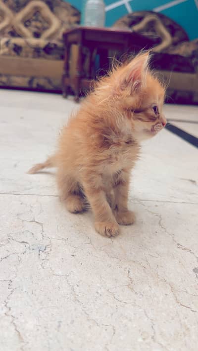 Persian Cat pair Available