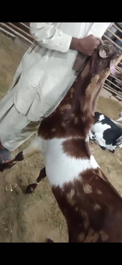 Goat for sale