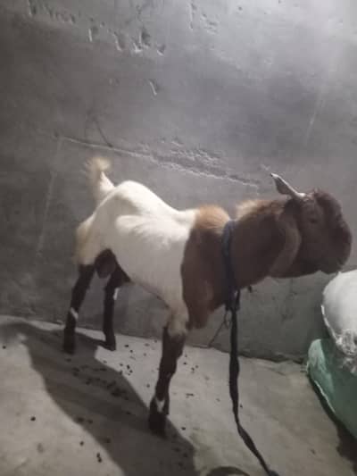goats for sale