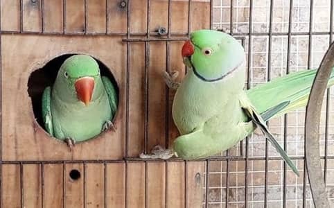 Green Parrots for Sale – Lahore Only