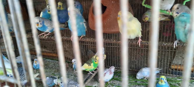 active nd healthy  budgie home breed