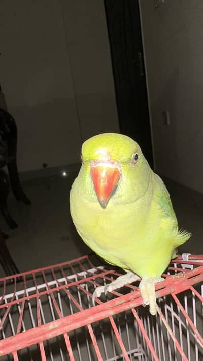for sale in Hyderabad