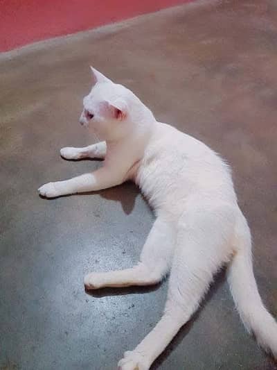 Semi Persian Sweet Male Cat available for adoption