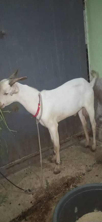 2 dat bakra chabi wala khasi i 40000m contact number 03112885946