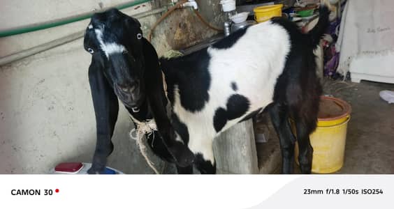 qurbani ka bht pyara janwar ha donda bkra whait 48e50 kg. 03028841920