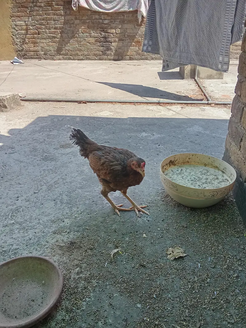 Aseel Murgi — photo 7