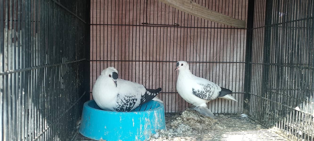 fancy pigeon 0