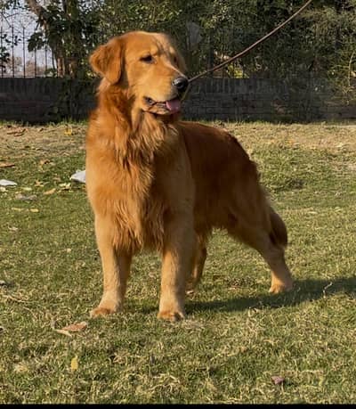 Golden Retiever male available confirm stud only stud
