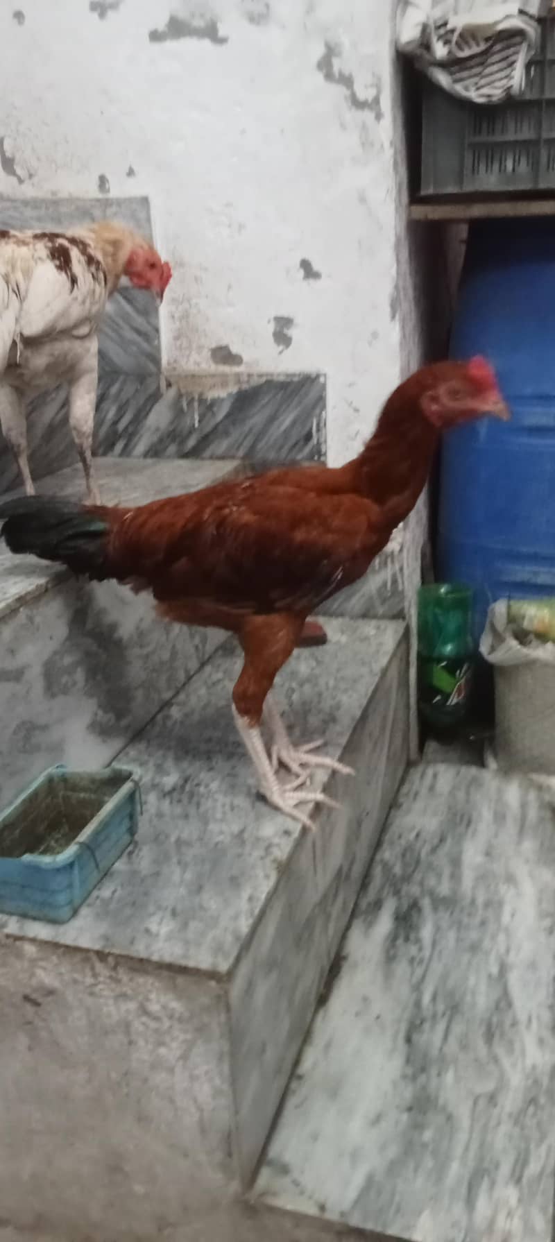 Murga 5