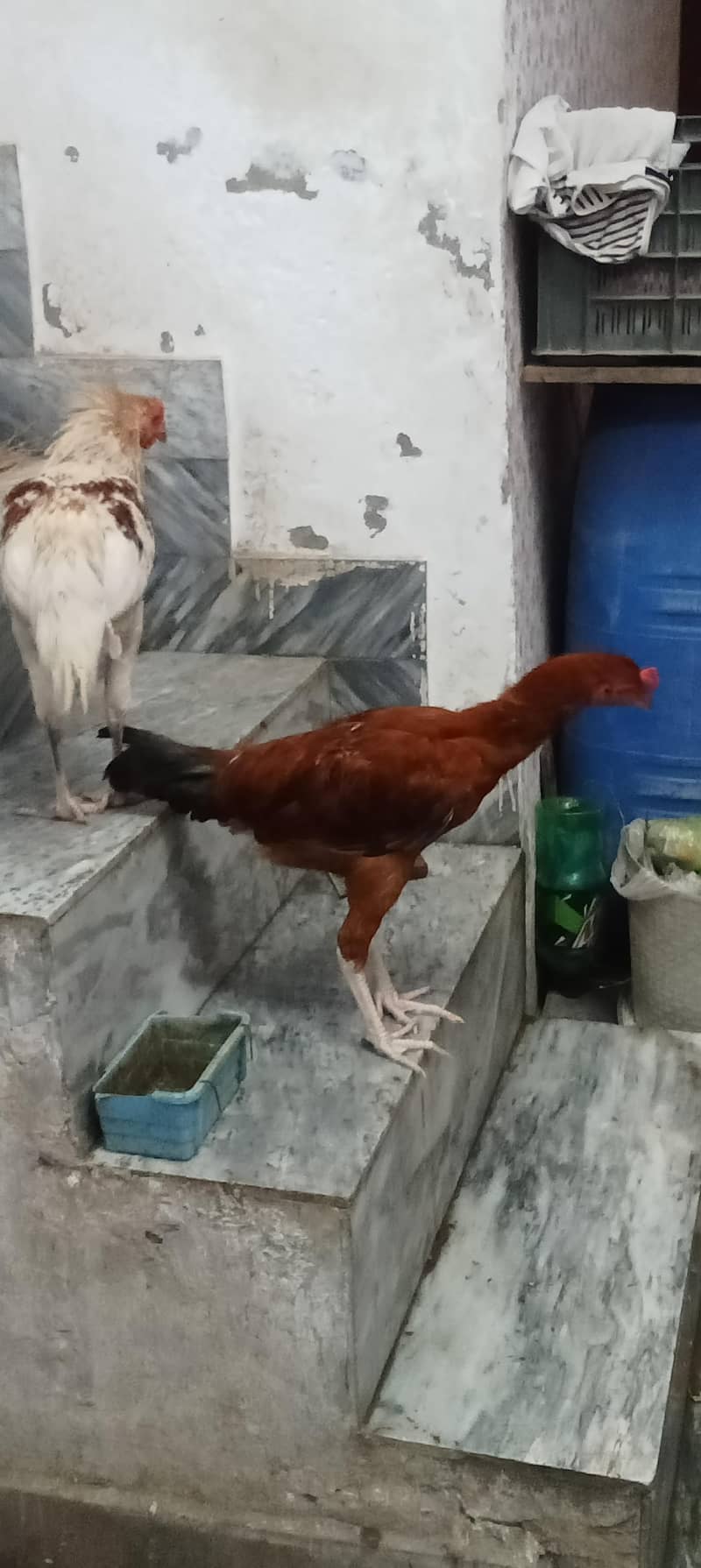 Murga 8