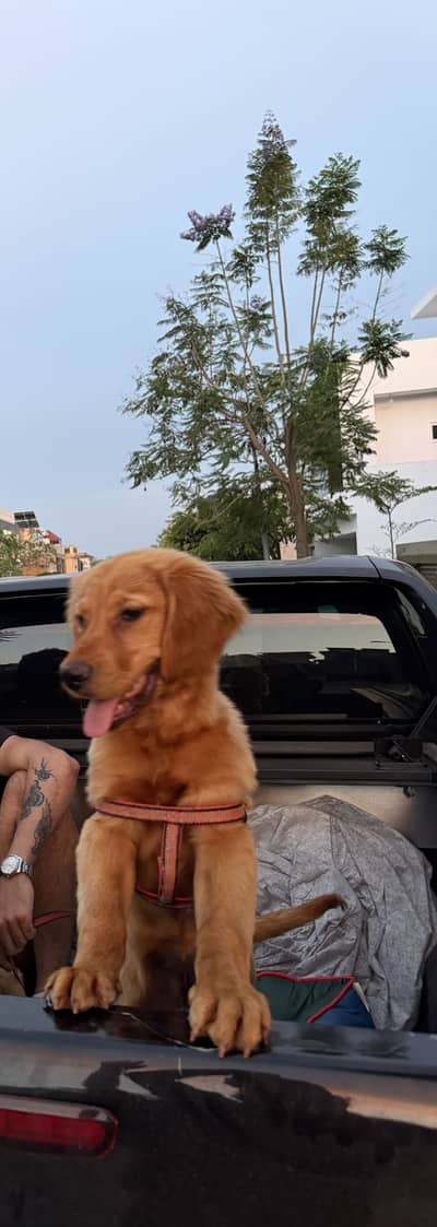 Pedigree Golden Retriever