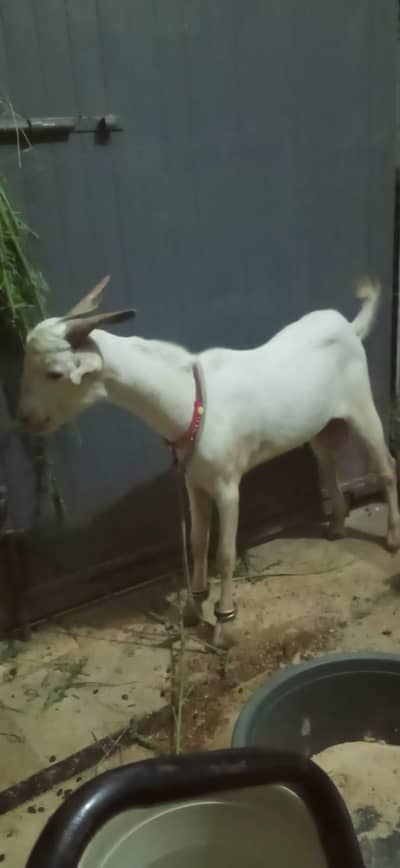 2 dat bakra  chabi Wala khasi 40000 m contact number 03112885946