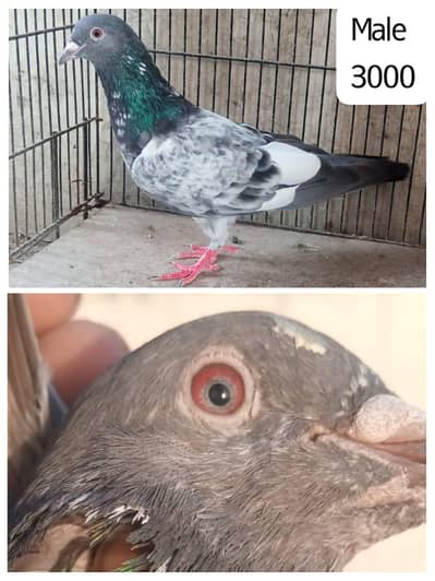 high flyer pigeon