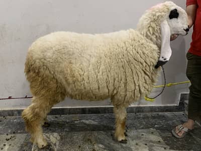 3 sheep available for sale