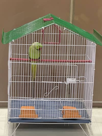 Green parrot mmale ha 1 year age hai bite ni kar ta dar ta ha bus