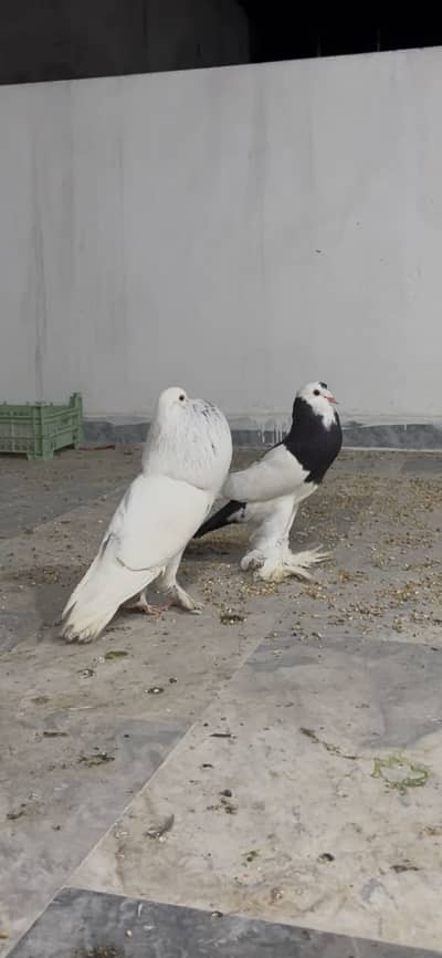 Gubara out class pair
