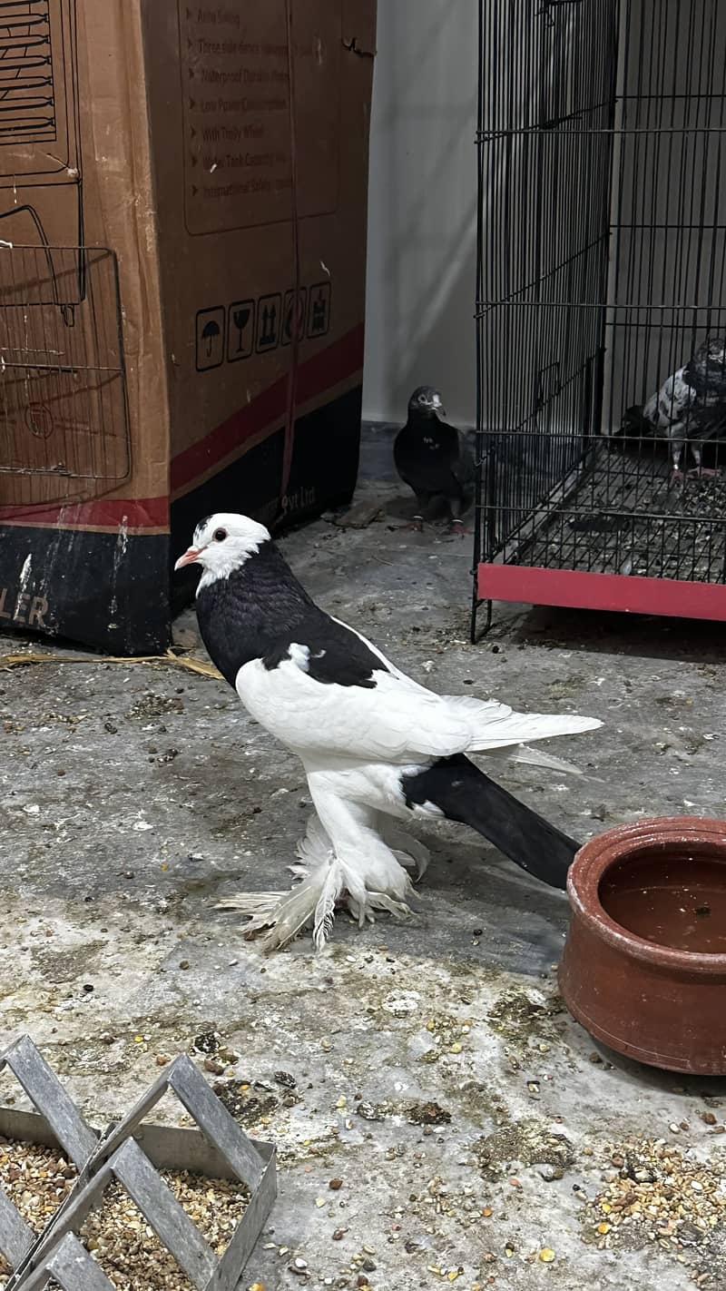 Gubara out class pair 2
