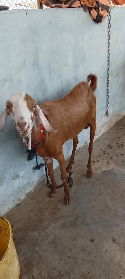 Desi bakra