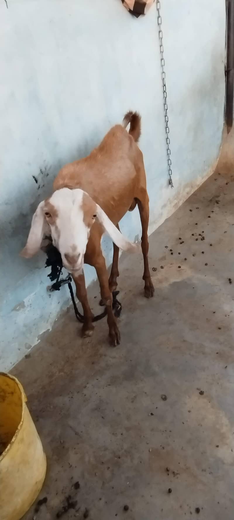 Desi bakra 1
