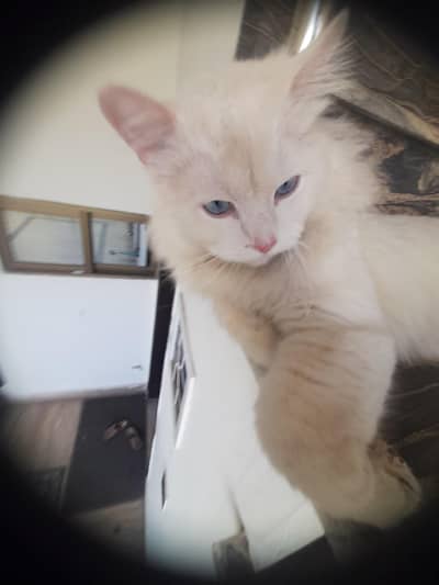 Beautiful White Persian Male Cat For Sale