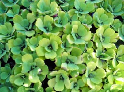 Aquarium plants Combo (Guppy Grass, Hornwort, Pennywort, Water Letus)