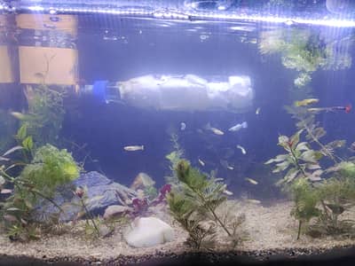 Full aquarium with live plants and lights for sale