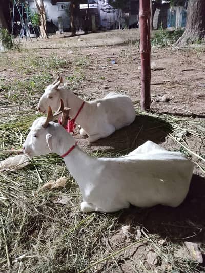 bakre for sale read add