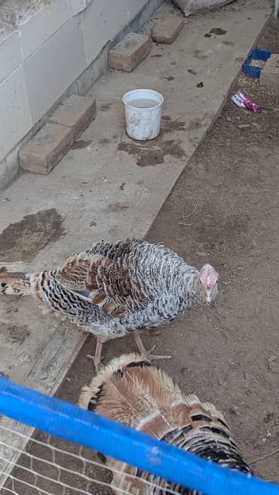 Adult Turkey Breeder Female