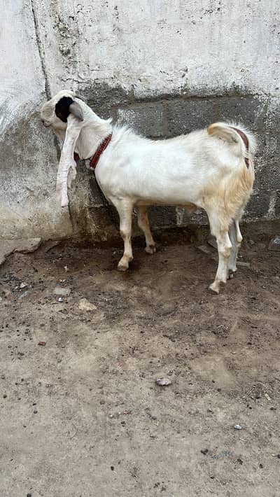 Gote2