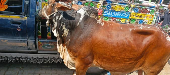 ijtamai qurbani  . . cow/ Bull