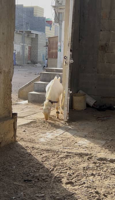 GULABI TEDDA BAKRA