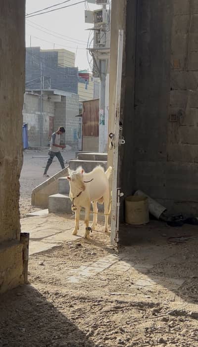 GULABI TEDDA BAKRA