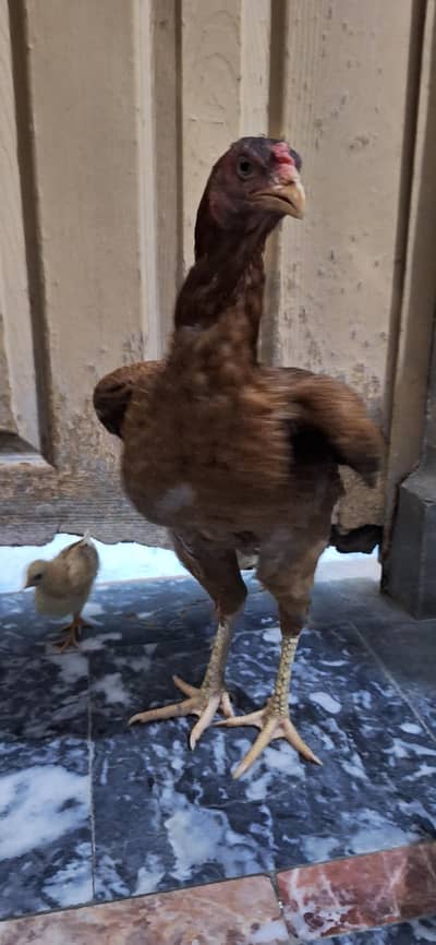 Aseel Hen Broody
