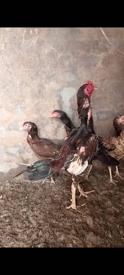 Sindhi aseel male female