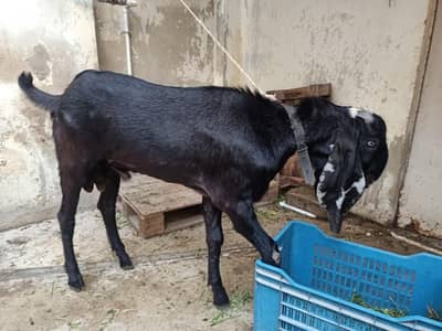 Beetal Bakra goat