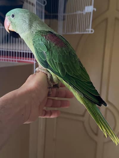 raw perrot female  0341 /83/42/741 wtsp