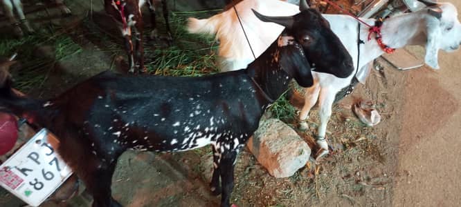 Bakra w daat Kasi hn 03232963945