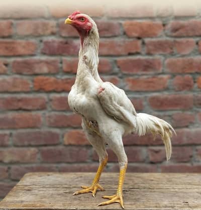 Top Quality White O Shamo Cockerel (6 Months Old) - Aseel Bloodline