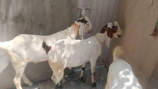 Bakra for qurbani