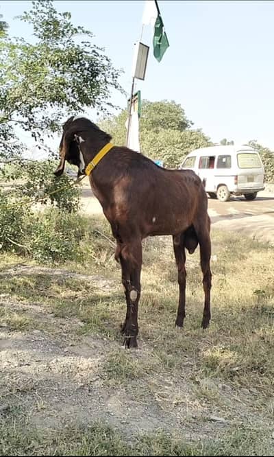 BAKRA FOR QURBANI