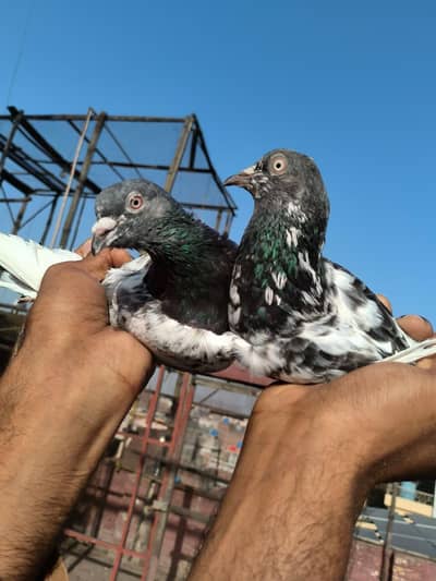 dub WALA pair for sale serious contact