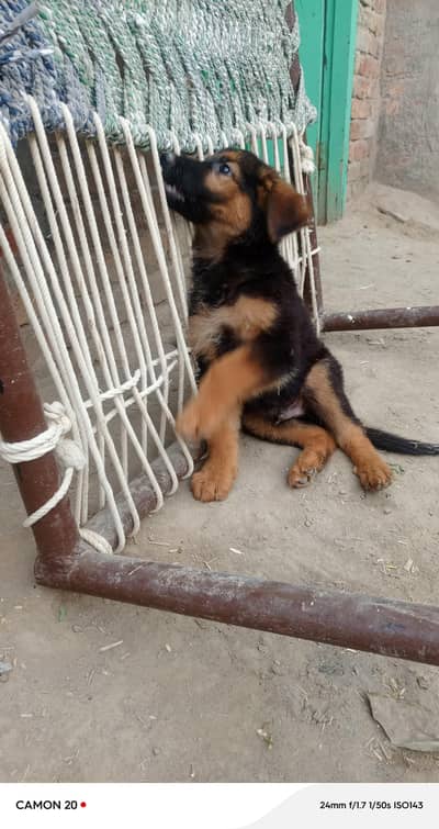 German Shepherd puppies  for sale