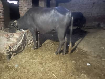 Female buffalo available for sale location manzoor abad