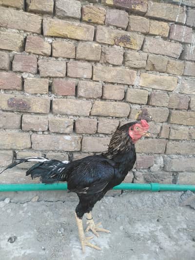 lasani bird for sale high quality high demand