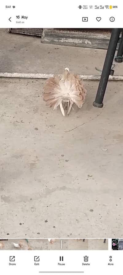 yellow tail 6 Kali female for sale. a plus quality