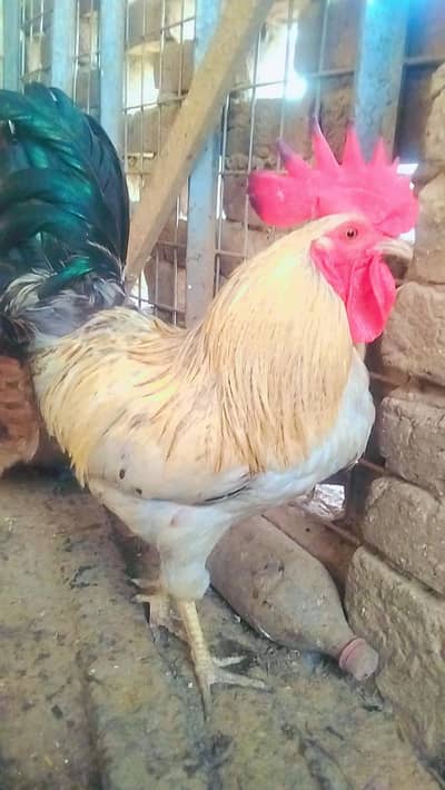 Golden messri Murghy (rooster)
