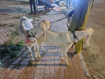 Rajan Puri Bakray for sale (Qurbani)